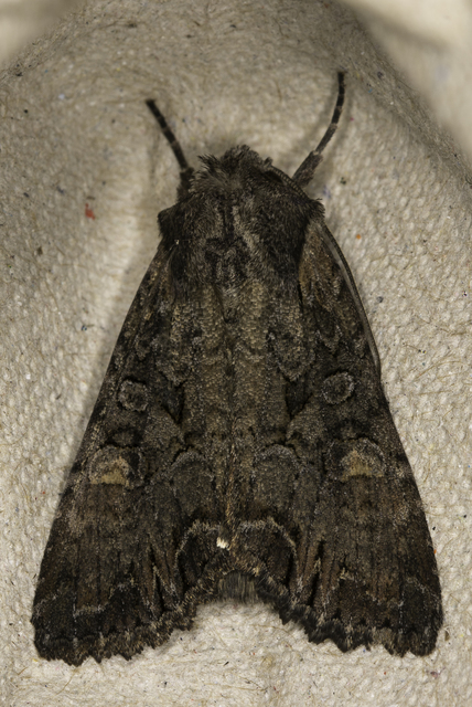 Lacanobia amurensis - homoki kertibagoly