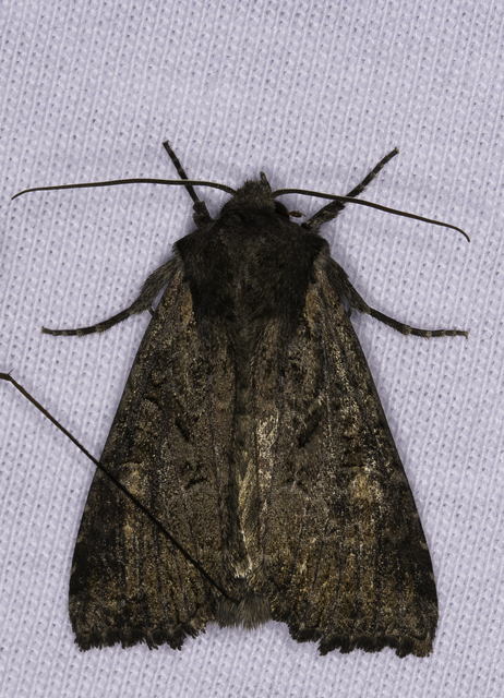 Lacanobia amurensis - homoki kertibagoly