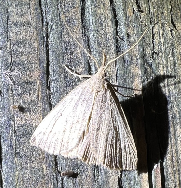 Macrochilo cribrumalis - csontszínű karcsúbagoly