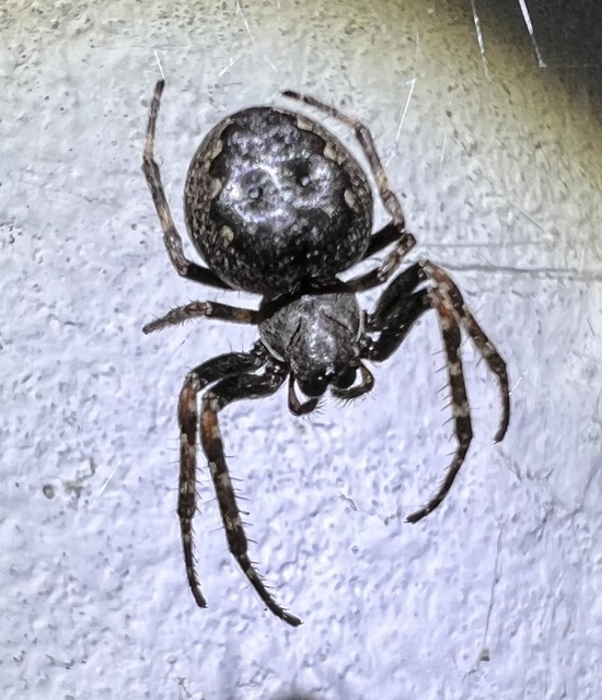 Nuctenea umbratica - közönséges rés-keresztespók