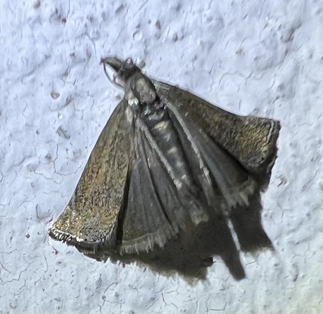 Platytes cerussella - törpe fűgyökérmoly