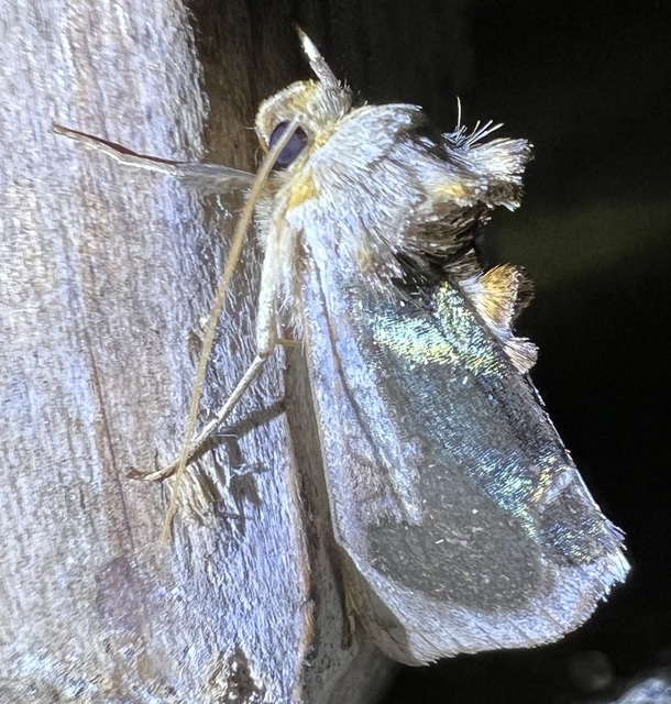 Diachrysia zosimi - nemes aranybagoly