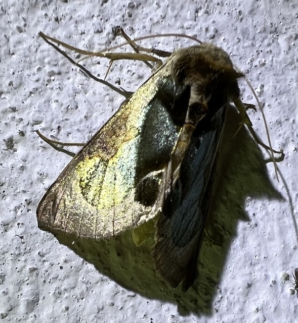 Diachrysia zosimi - nemes aranybagoly
