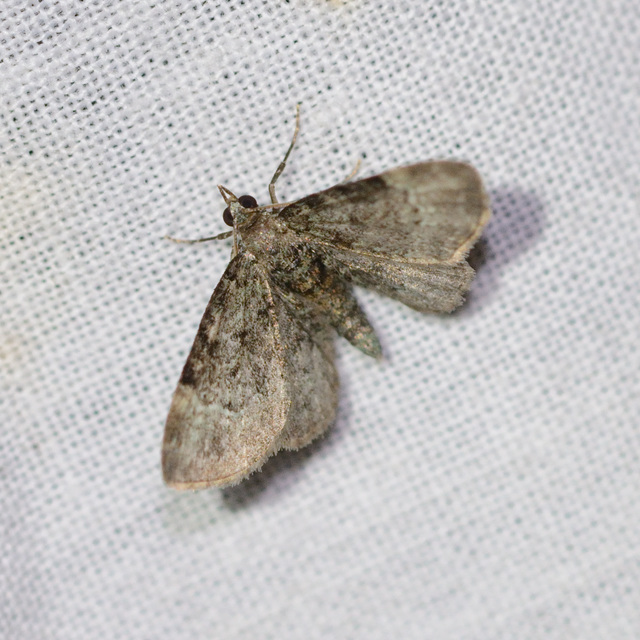 Pasiphila rectangulata - almavirág-araszoló