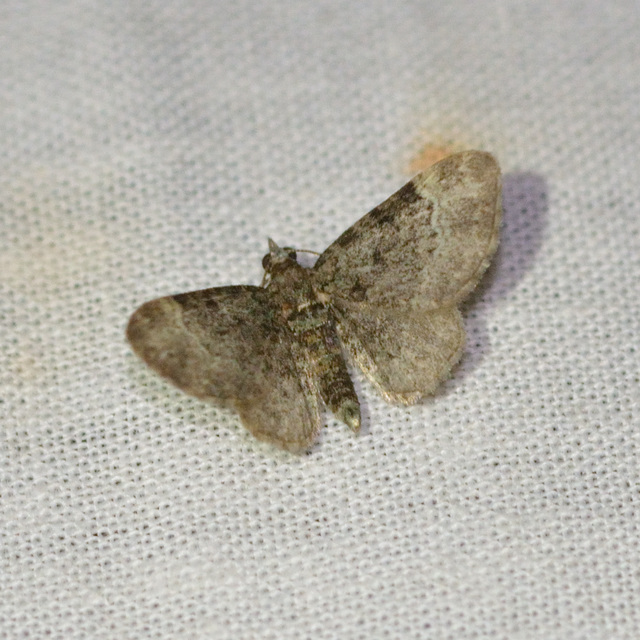 Pasiphila rectangulata - almavirág-araszoló