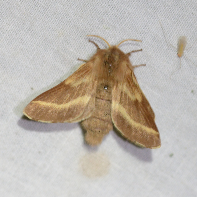 Malacosoma neustria - gyűrűsszövő