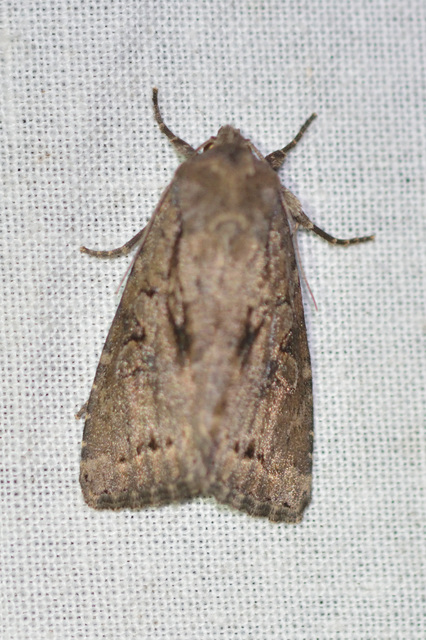 Apterogenum ypsillon - ipszilon-erdeibagoly