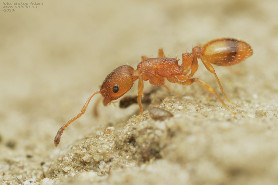 Temnothorax unifasciatus - gyűrűs kéreghangya