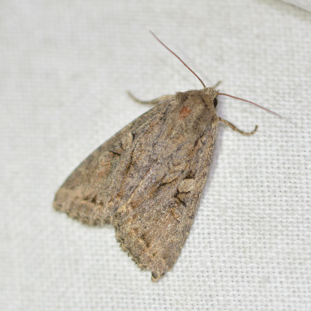 Apterogenum ypsillon - ipszilon-erdeibagoly