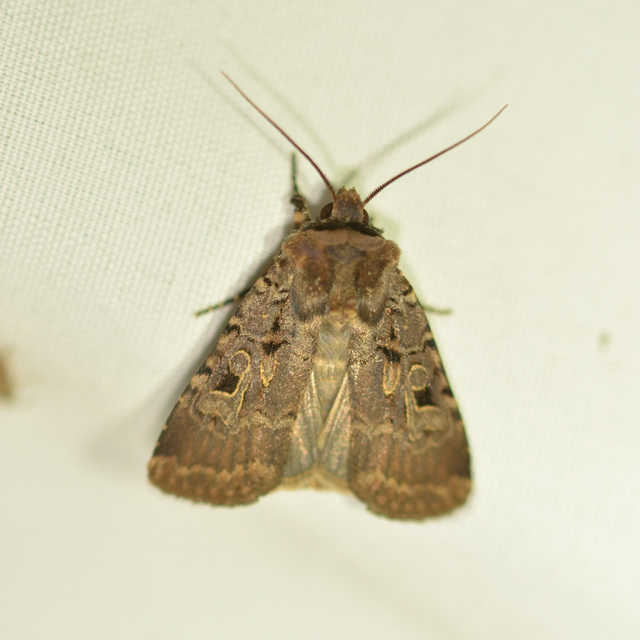 Chersotis rectangula - barna földibagoly