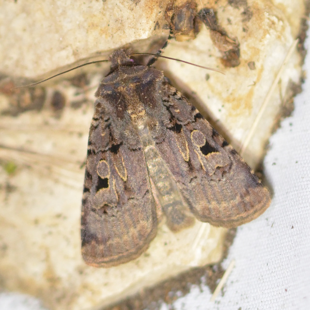 Chersotis rectangula - barna földibagoly