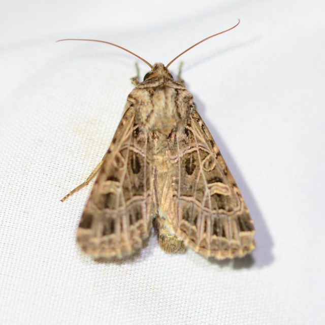 Heliophobus reticulata - fehéreres kertibagoly