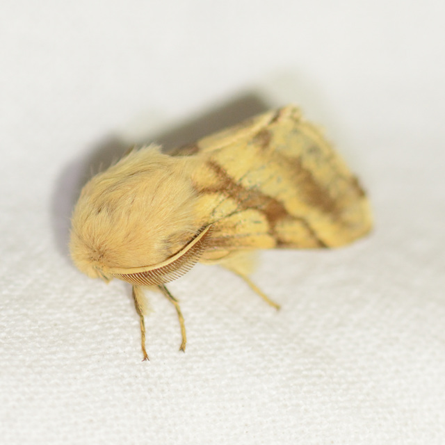 Malacosoma castrensis - kutyatejszövő