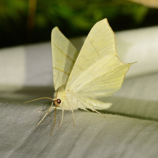 Ourapteryx sambucaria - fecskefarkú araszoló