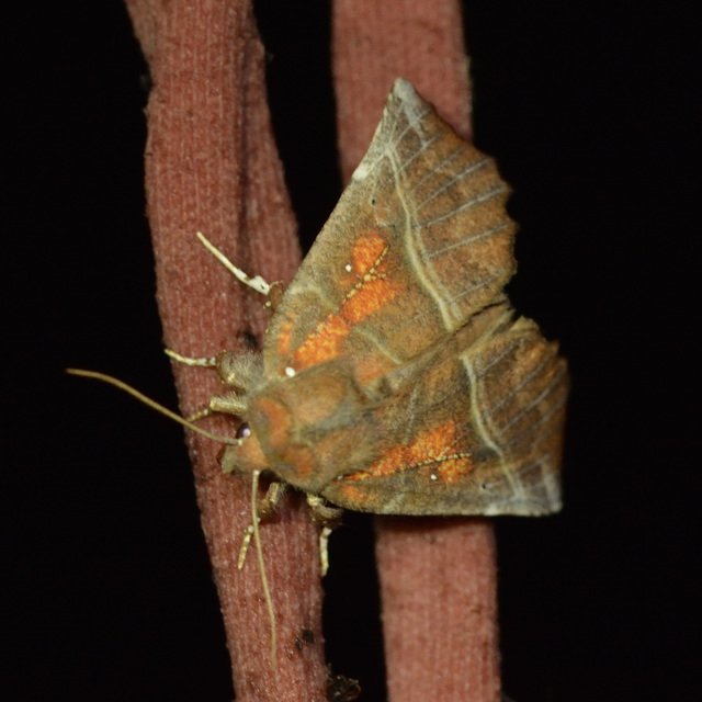 Scoliopteryx libatrix - vörös csipkésbagoly