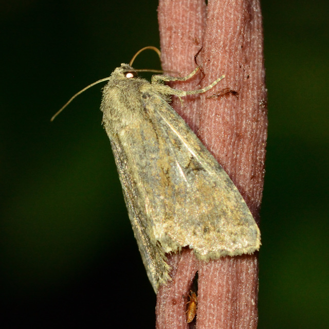Apterogenum ypsillon - ipszilon-erdeibagoly