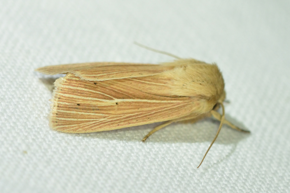 Mythimna pallens/impura/straminea
