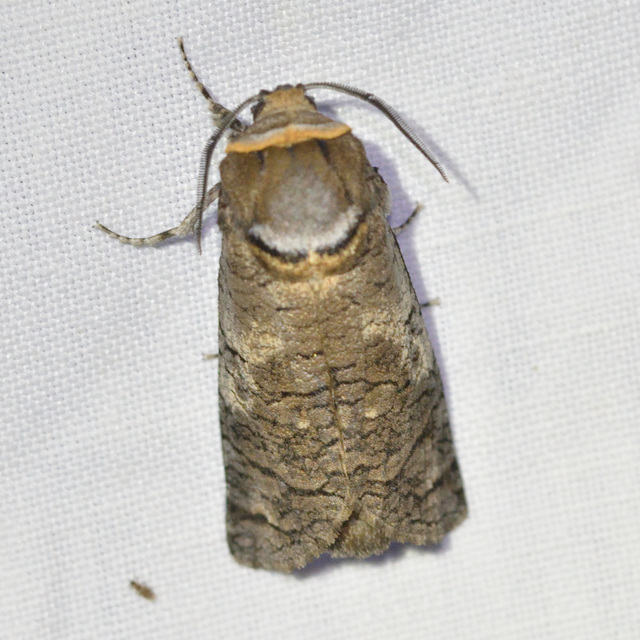 Cossus cossus - fűzfarontólepke
