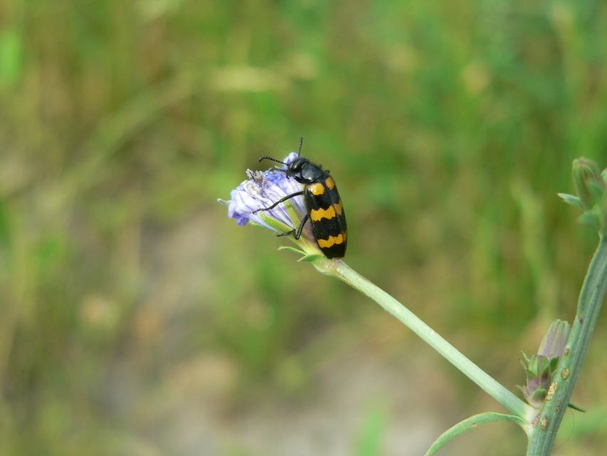 Mylabris variabilis - szalagos hólyaghúzó