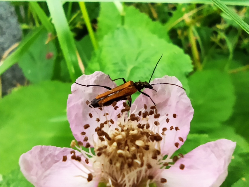 Oedemera femorata - sárgahátú álcincér