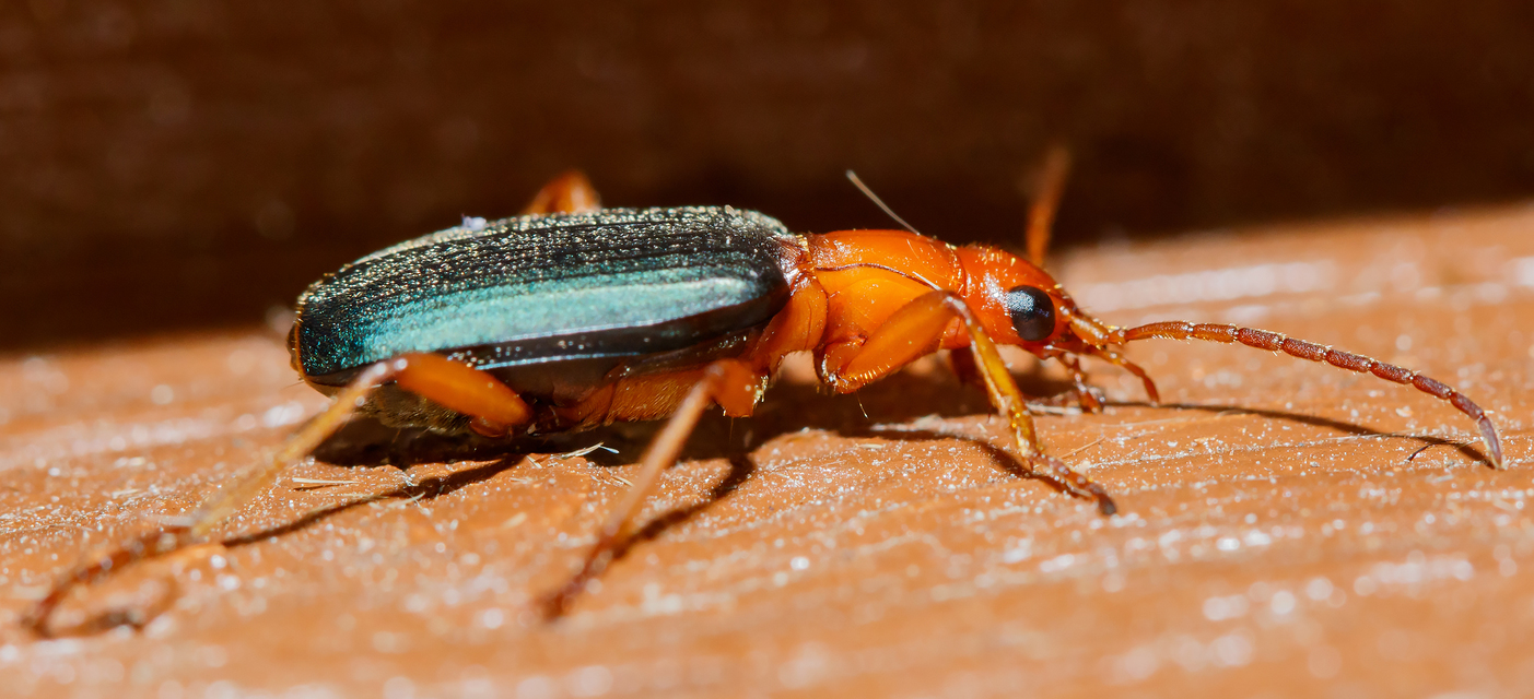 Brachinus ejaculans - bordás pöfögőfutó
