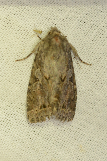 Apterogenum ypsillon - ipszilon-erdeibagoly