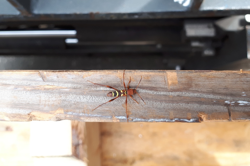Neoclytus acuminatus - amerikai darázscincér