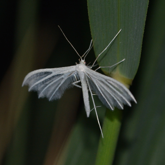 Pterophorus pentadactyla - fehér tollasmoly