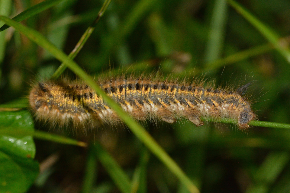 szomjas pohók - Euthrix potatoria