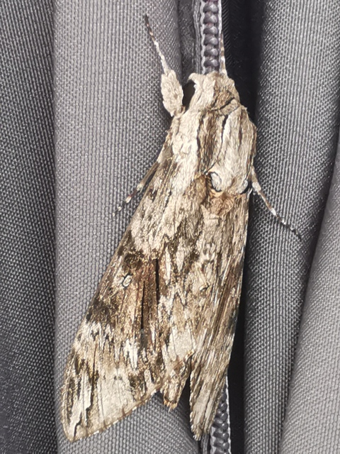 szulákszender - Agrius convolvuli