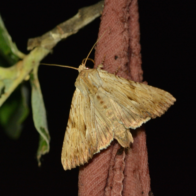 Apamea lithoxylaea - fakó dudvabagoly