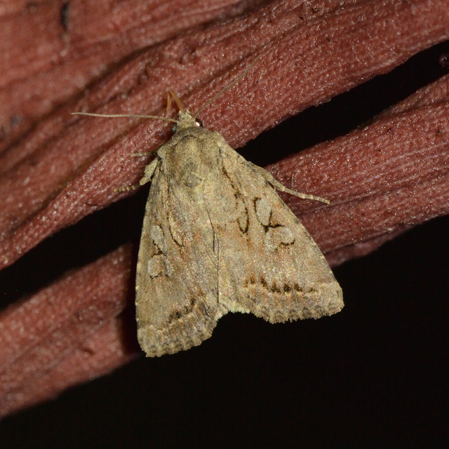 Apterogenum ypsillon - ipszilon-erdeibagoly