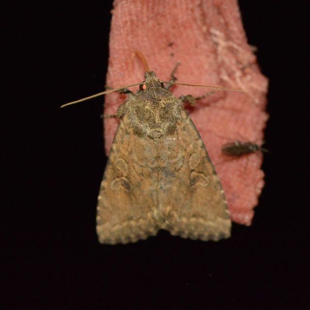 Apterogenum ypsillon - ipszilon-erdeibagoly