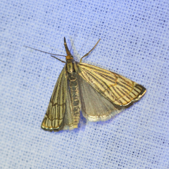 Chrysocramboides craterella - rácsos fűgyökérmoly