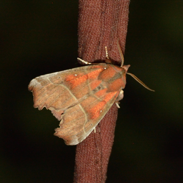 Scoliopteryx libatrix - vörös csipkésbagoly