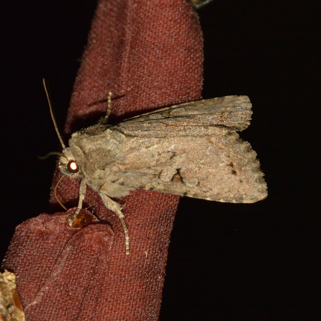Apterogenum ypsillon - ipszilon-erdeibagoly