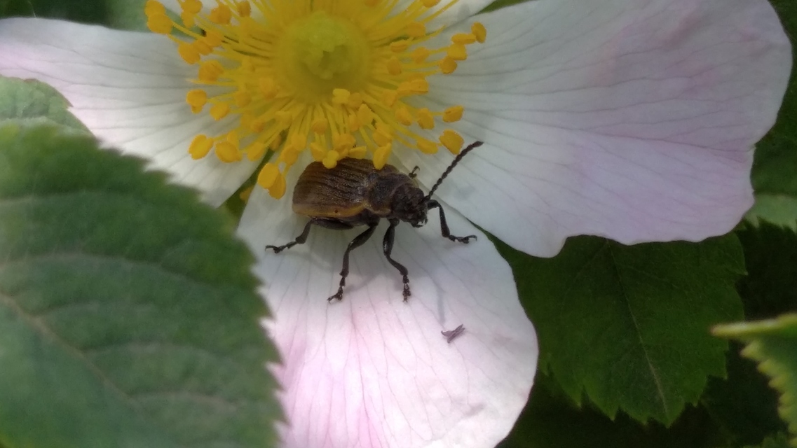 Galeruca pomonae - barna olajosbogár