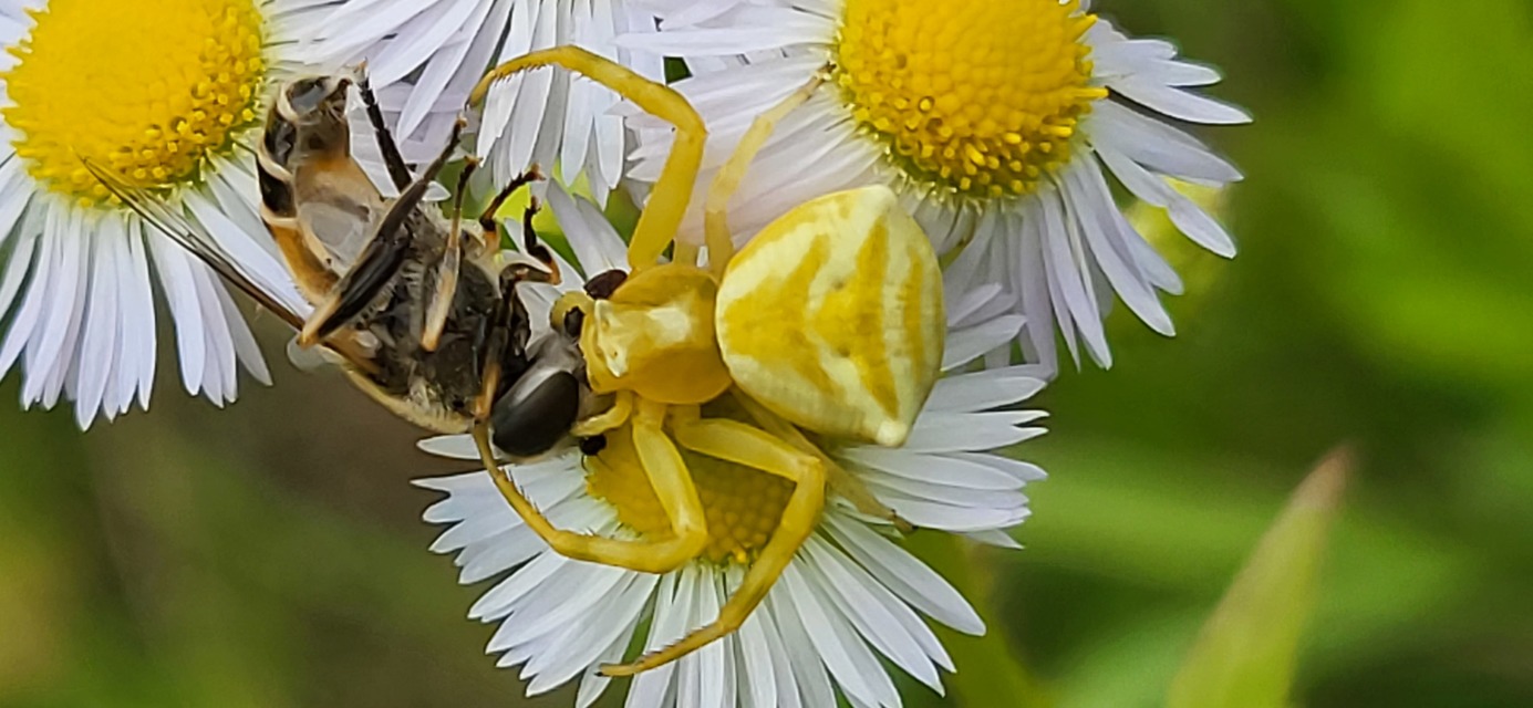 Thomisus onustus - fehér karolópók
