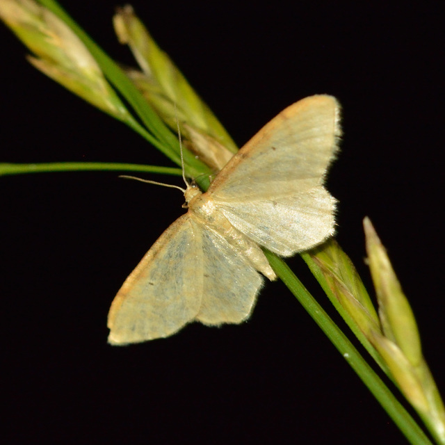 Idaea fuscovenosa - szürkeszélű apróaraszoló