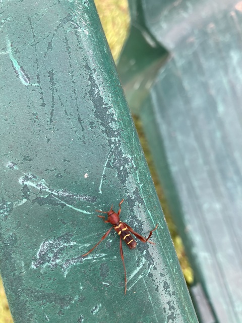 Neoclytus acuminatus - amerikai darázscincér