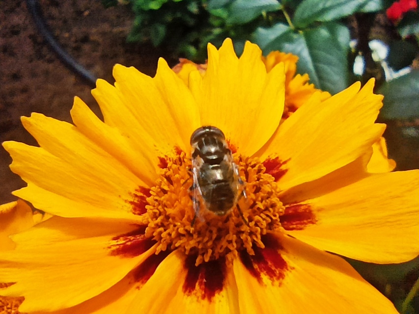 Eristalinus