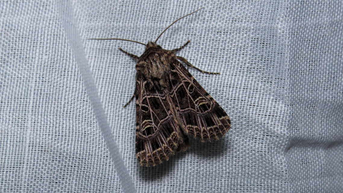 Heliophobus reticulata - fehéreres kertibagoly
