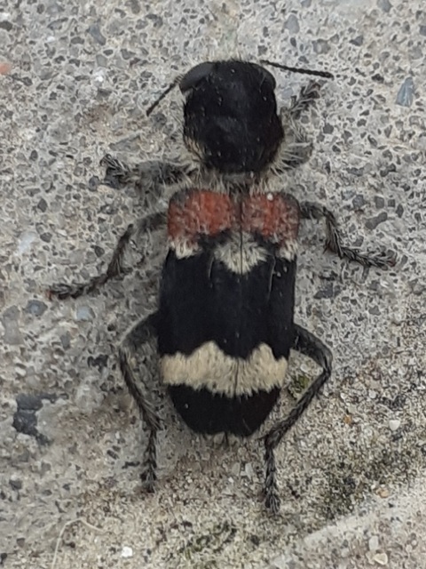 Clerus mutillarius - feketenyakú szúfarkas