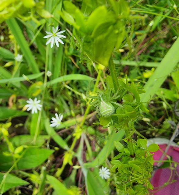 Heriaeus graminicola/hirtus