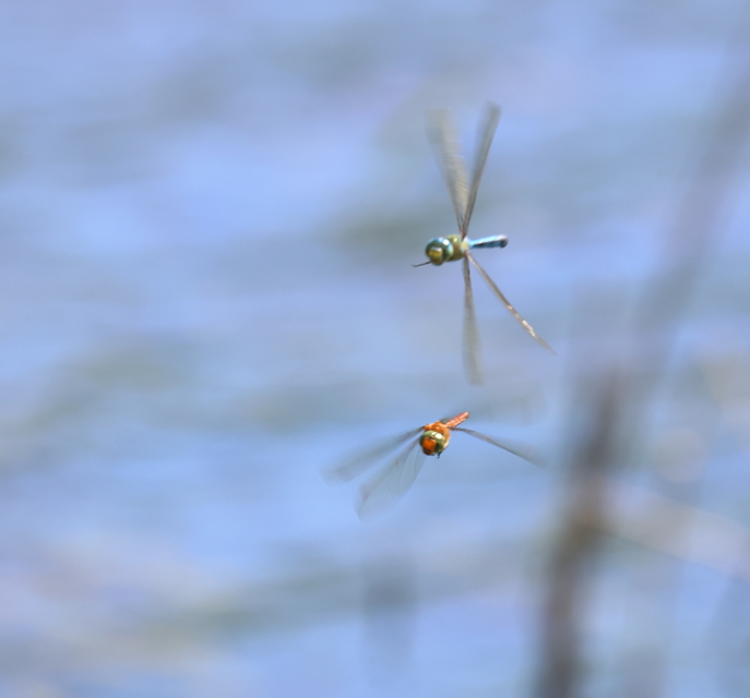 Anax imperator - zöld óriásacsa