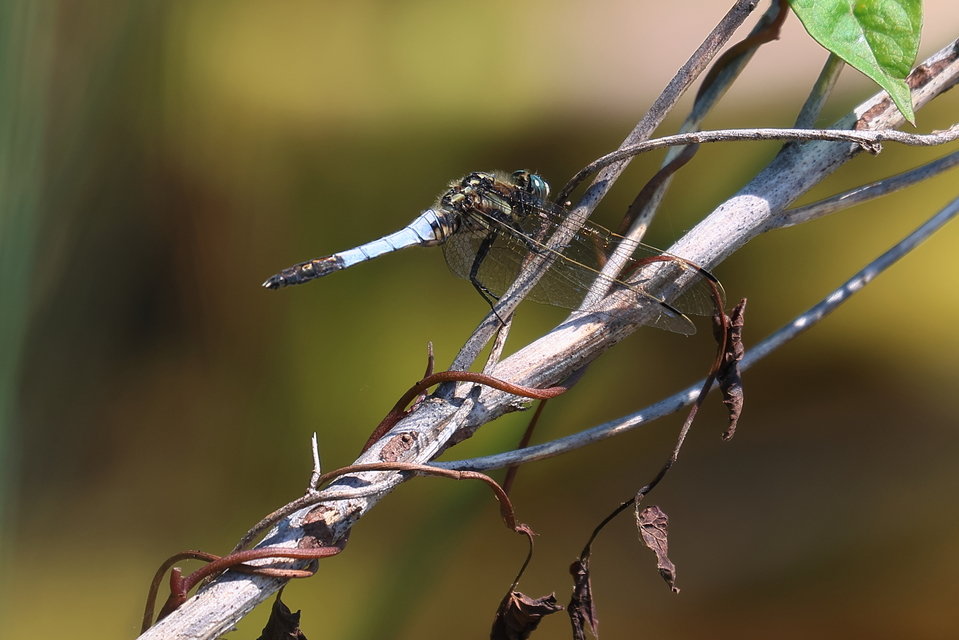 Orthetrum albistylum - fehérfarkú pásztorszitakötő