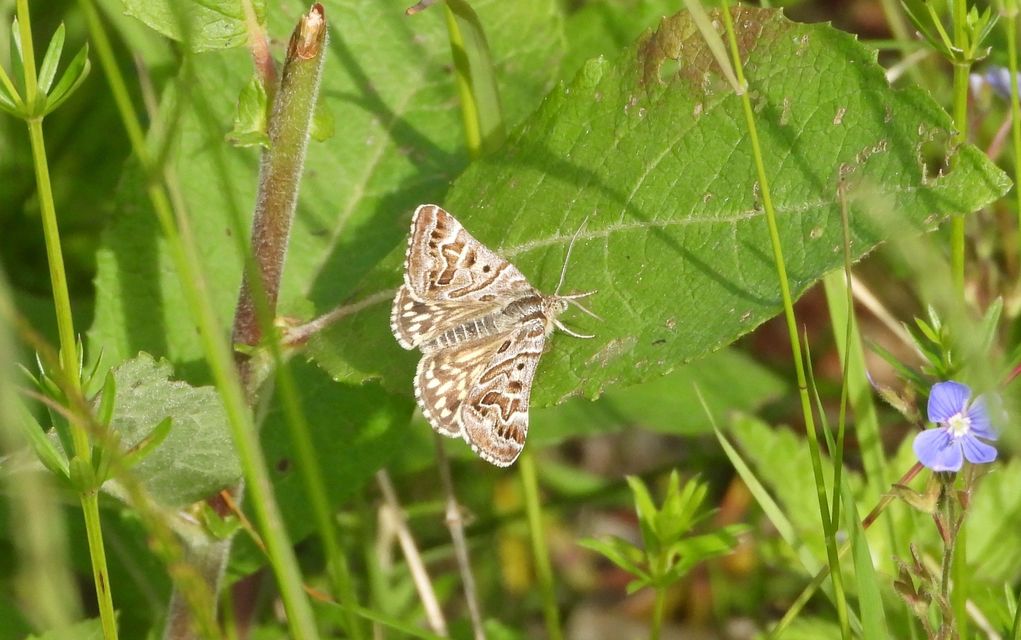 lóhere-nappalibagoly - Callistege mi