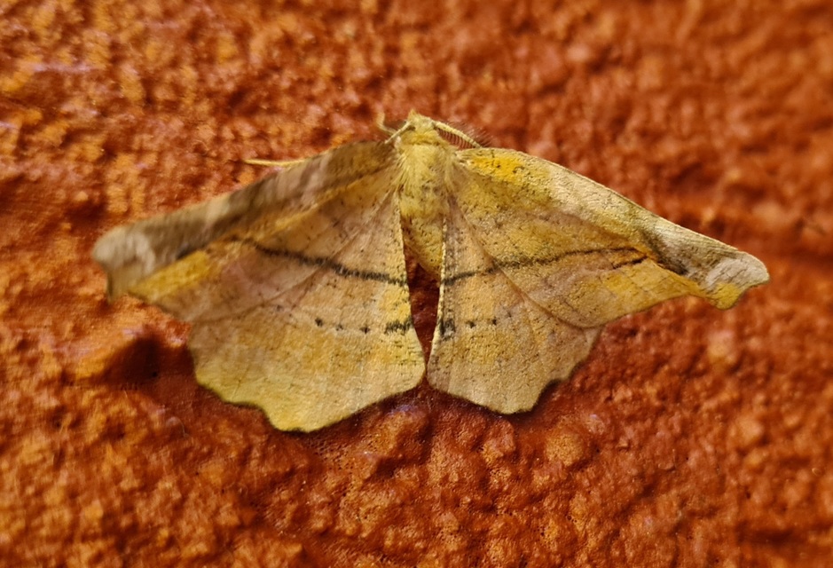 Apeira syringaria - orgona-araszoló