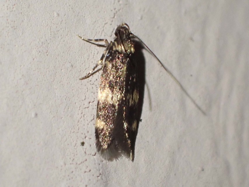 Autostichidae - avarmolyfélék