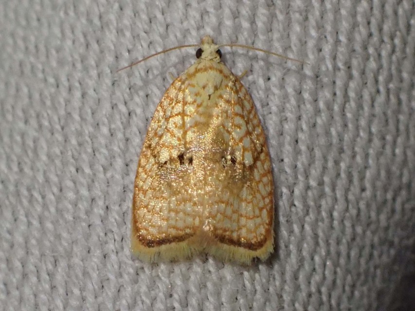 Acleris forsskaleana - juharos levélmoly
